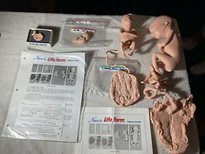 Nasco Life Form Simulators Fetal Series