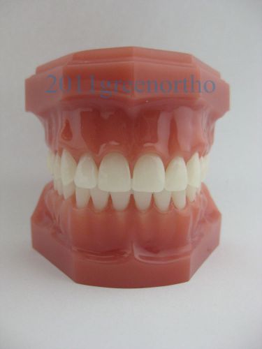 Standard teeth model for Dental taining,Adult Typodont Demonstration Teeth Model