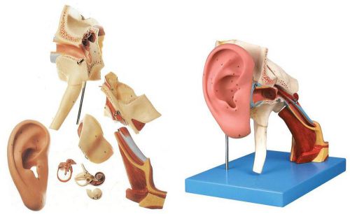 Desktop ear model medical teaching education model separated in 8 parts a-17202 for sale