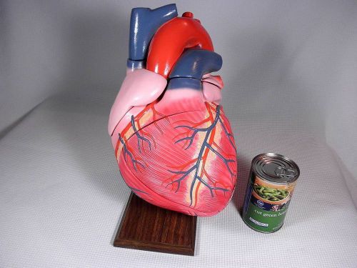 Huge Anatomical Broken Heart Model Dissectible 4- Parts Medical Display Teaching