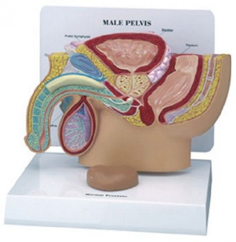 NEW Anatomical Human Male Pelvis Prostate Model