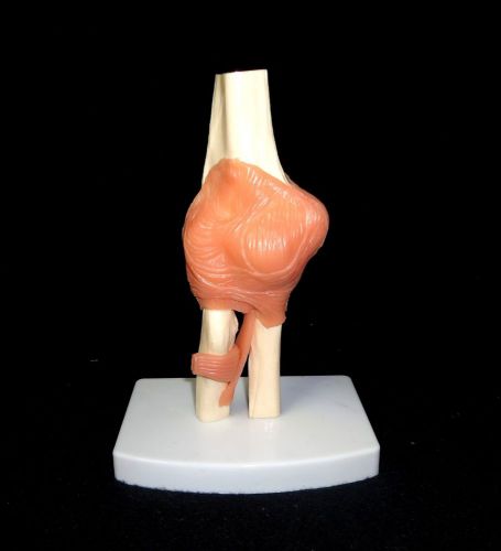 Functional Elbow Joint Anatomical Teaching Model Anatomy Model Ligaments