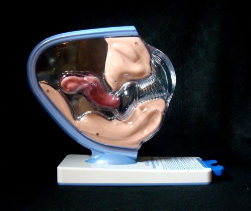 Female Anatomical Pelvic Model Vagina Uterus Ovaries Patient Education Life SIze