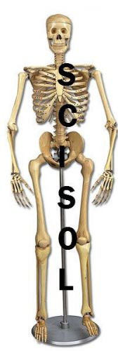 Human Life Size Skeleton  SCISOL 010