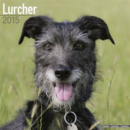 NEW 2015 Lurcher Wall Calendar by Avonside- Free Priority Shipping!