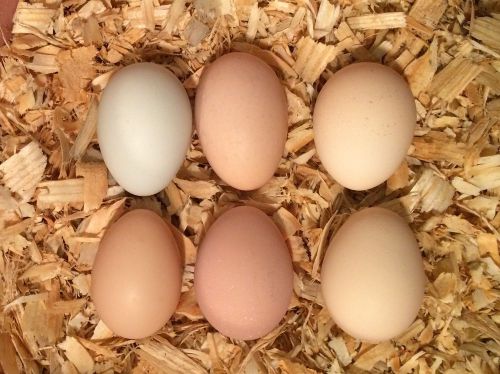 6 + hatching eggs, barnyard mix chickens for sale