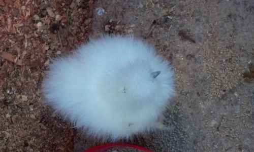 Pure Snowy White Silkie Hatching Eggs...5++