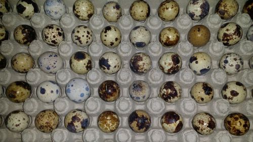 100 jumbo pharaoh (coturnix) quail fertile hatching eggs