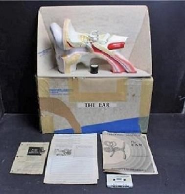Vintage Old School Science~Anatomical Model~Ear~Denoyer Geppert~1960&#039;s~KT413