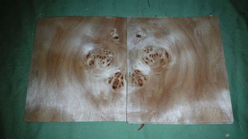 Mappa burl leafs @ 6 x 5.25 wood veneer (v1672) for sale