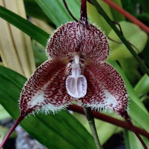 Fresh Premium Dracula &#034;gaskelliana&#034; (Monkey Faced Orchid)-(10+ Seeds) WOW, L@@K!