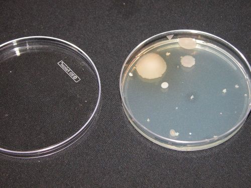 Lot 2 Petri Dishes + LB Agar for Bacteria &amp; Mold School / Science Projects