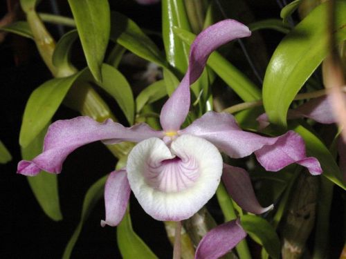 Fresh genuine dendrobium &#034;tortile&#034; orchid (20+ premium seeds) wow, l@@k!!!!!!!! for sale
