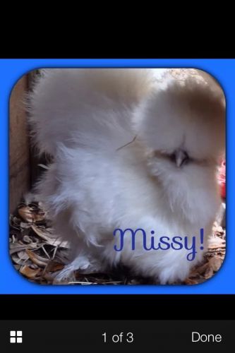 6+ Silkie  &amp; Showgirl Hatching Eggs Assorted.
