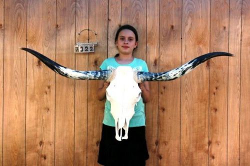Steer skull long horns 4&#039; 9&#034; cow bull skulls horn h7322 for sale