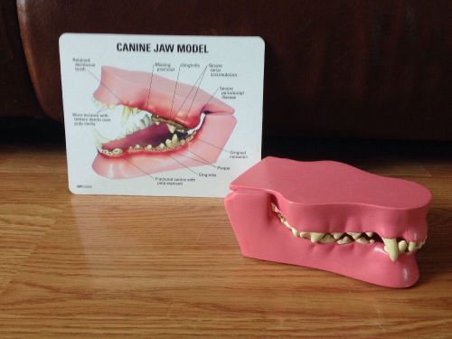 Canine Dog Jaw Anatomy Veterinary Model