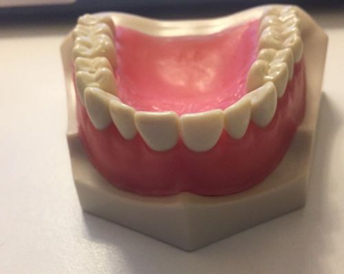 SM-PVR-860Columbia R861 series typodont dentoform dental model