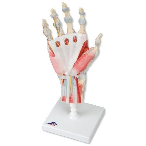 3B Scientific M33/1 Hand Skeleton Model with Ligaments and Muscles, 13&#034; x 4.7&#034; x