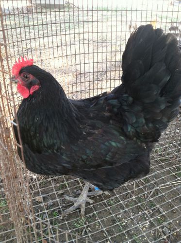 6 + 6 PUREBRED BLACK AUSTRALORP FERTILE HATCHING EGGS!