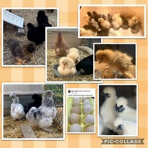 6 assorted colors silkie hatching eggs