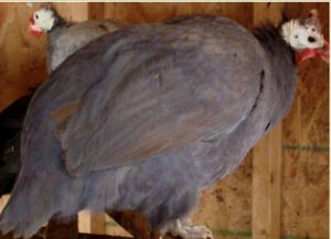 Mixed Guinea Fowl Eggs 10+