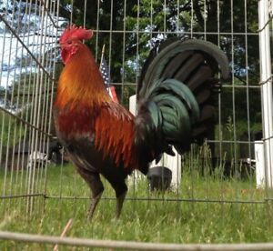 6 &#034;Real&#034; Mel Sims Brownred Gamefowl Hatching Eggs