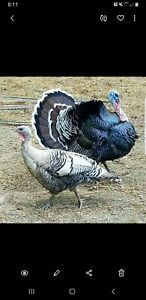 12 Narragansett X Bronze Turkey Eggs autosexed