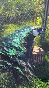 1 Black Shoulder Pied Peacock Hatching Egg