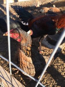 6 Shamo Chicken Hatching Eggs