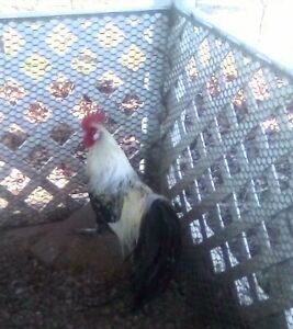 12  Silver Phoenix Chicken Hatching Eggs. NPIP #3830