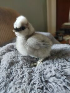 4 Silkie , showgirl, polish fertile hatching eggs.