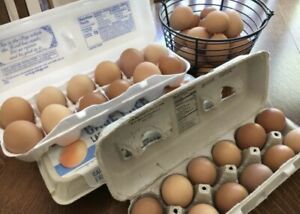 Twelve Barnyard Mix, Organic, Fertile, Healthy Chicken Eggs for Hatching