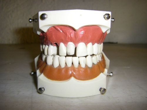 Columbia Dentoform Ivorine R861 R862 Articulated Teeth Student Dental Model