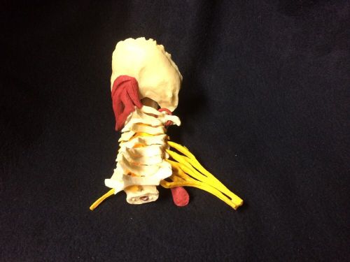 Gpi #1720 - deluxe muscled cervical vertebral column spine anatomical model for sale