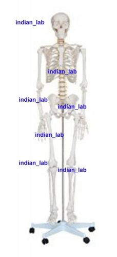 Anatomical Model Human Skeleton excellent quality Indian_lab AMHS0786F