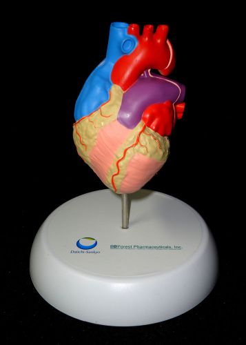 Heart Anatomical Teaching Model with base