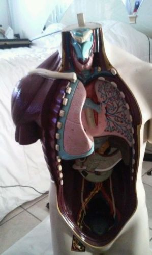 Anatomy mannequin series. 34&#039;Tall life size male Torso. Model nystrom 1964 5piec