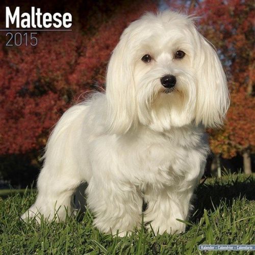 NEW 2015 Maltese Wall Calendar by Avonside- Free Priority Shipping!