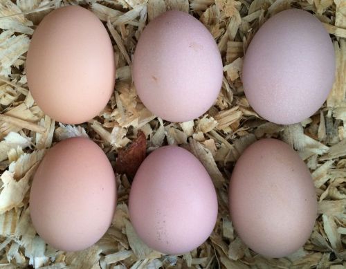 6 + Hatching Eggs Buff Orpington Chickens