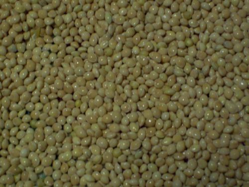4 oz proso ab. 8000 seeds good protein for chicken pheasant quail hatching eggs