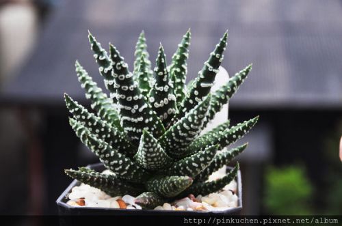 Fresh Rare Haworthia pumila - Pearl Plant (5 Seeds)  Succulent Cactus, WOW!!!!!!