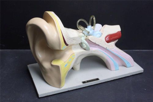 Vintage Old School Science~Anatomical 3 Piece Model~Ear~Nystrom~1960&#039;s