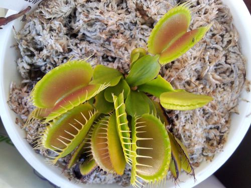 FRESH RARE Dionaea  Muscpula &#034;Large Trap&#034; (Venus Fly Trap)(10 seeds)Carnivorous