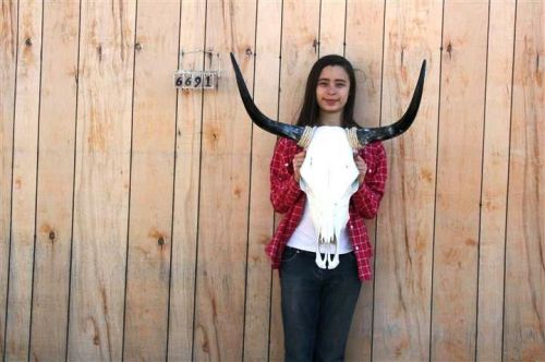 Steer skull long horns 2&#039; 3&#034; cow bull skulls horn h6691 for sale