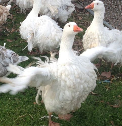 6 Sebastopol Goose Hatching Eggs - All Colors!! NPIP - ONE DAY AUCTION