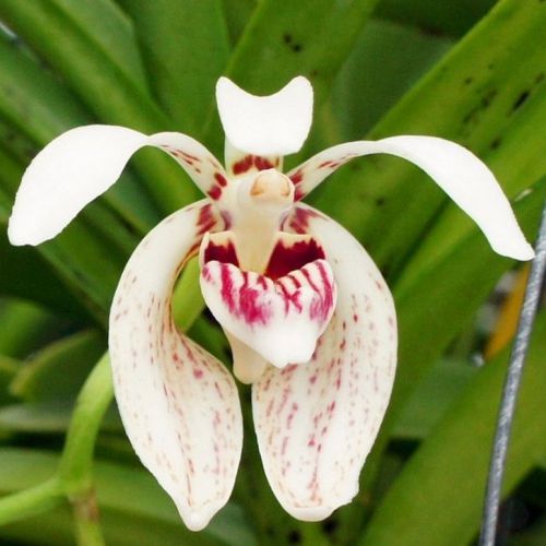 Fresh genuine vanda &#034;pumila &#034; orchid (20+ premium seeds) wow, l@@k!!!!!!!!!!! for sale