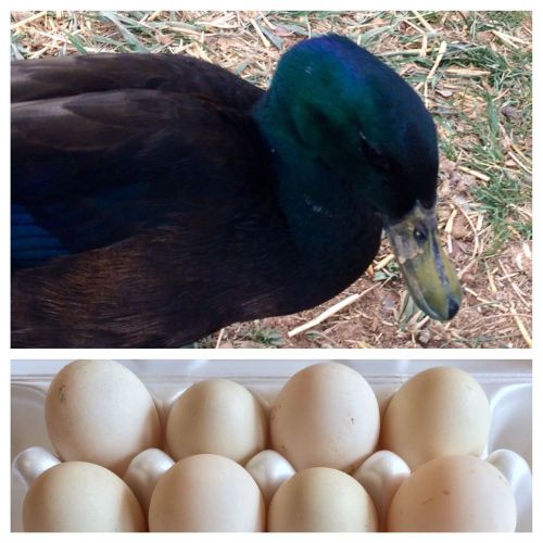 9 + Duck Hatching Eggs (Cayuga &amp; Cayuga/Khaki Mix)