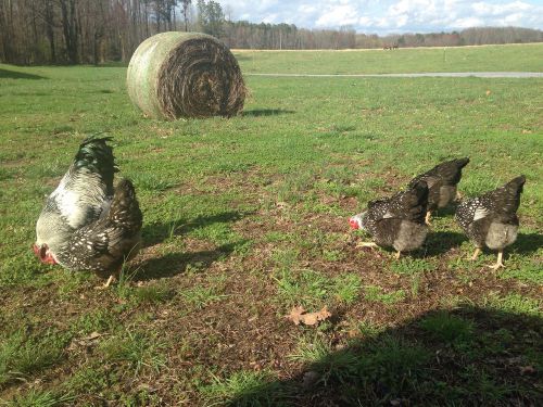 12 Silver Laced Wyandotte Hatching Eggs