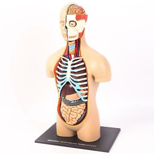 4D Deluxe Torso anatomy model