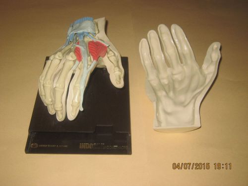 Rare Vintage Medical Model Hand Anatomy Merck Advertisement